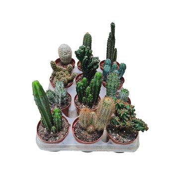 Cactus Collection Offer